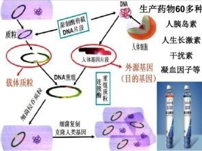現(xiàn)代生物技術(shù)的發(fā)展 生物技術(shù)開(kāi)發(fā)